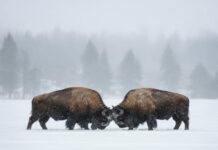 Stablecoin: la battaglia delle regole innescata dal Genius Act bufali-lotta-Magazine