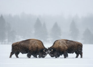 Stablecoin: la battaglia delle regole innescata dal Genius Act bufali-lotta-Magazine