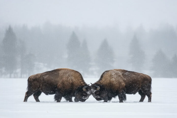 bufali-lotta-Magazine